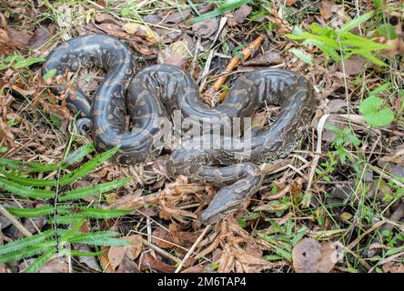 Südafrikanischer Python (Python natalensis) Stockfoto
