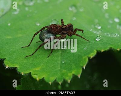 Wolfsspinne auf Blatt mit Wassertropfen Stockfoto