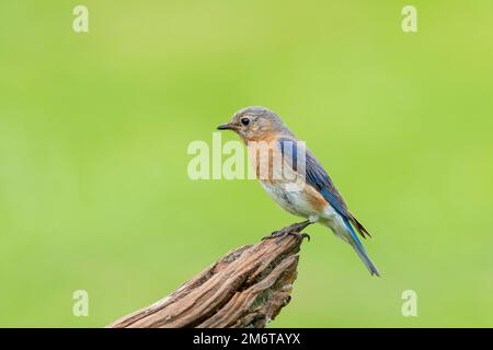 01377-19011 Östliche Bluebird (Sialia sialis) Weibchen am Zaun Marion Co. IL Stockfoto