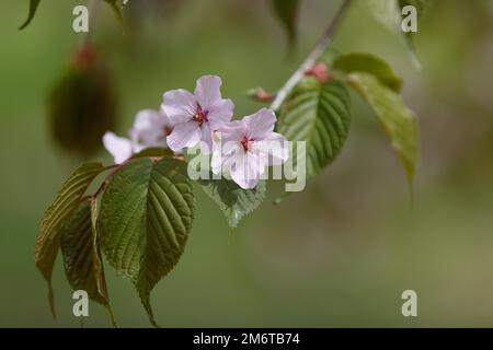 Frühlingsblühender Obstbaum. Rosa Blume auf einem Ast. Pflaumen und Kirschblüten. Grün verschwommener natürlicher Hintergrund Stockfoto