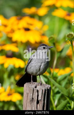 01392-03612 Gray Catbird (Dumetella carolinensis) im Blumengarten mit Schwarzäugigen Susans (Rudbeckia hirta) Marion Co., IL Stockfoto