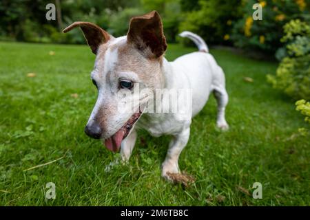 Jack Russell Terrier Hund im Grünen Garten Stockfoto
