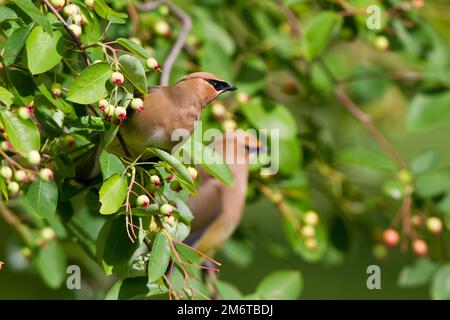 01415-02718 Cedar waxwings (Bombycilla cedrorum) eating berries in serviceberry Bush (Amelanchier canadensis), Marion Co., IL Stockfoto