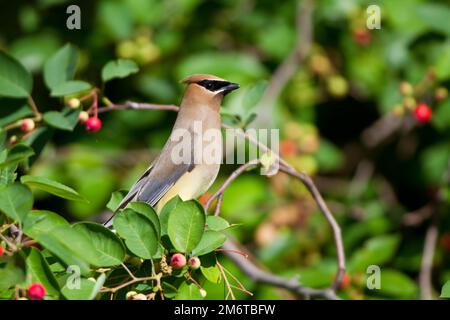 01415-02910 (Cedar Waxwing Bombycilla cedrorum) Bush (Serviceberry Amelanchier canadensis), Marion Co., IL Stockfoto