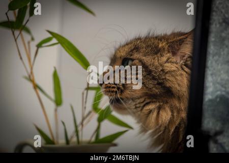 Katze mit frischer Bambusblume und grünen Blättern in der Nähe des schwarzen Spiegels Stockfoto