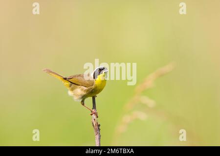 01490-002.08 Gemeinsame Yellowthroat (Geothlypis trichas) männlich mit Essen in Prairie, Marion Co.IL Stockfoto