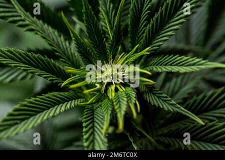 Nahaufnahme der Cannabis-Pflanze Knospen Woche 2 Stockfoto