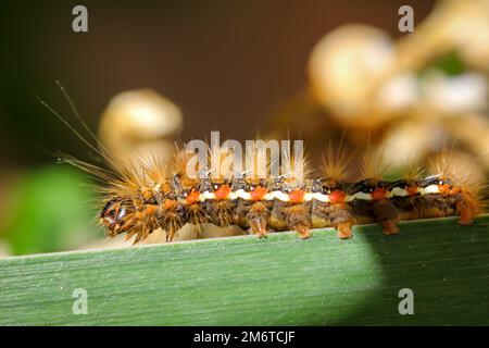 Die Raupe eines Goldnachts, Schmetterling auf einer Pflanze. Stockfoto