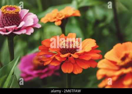 In der Nähe des Gartens blüht die lebhafte Zinnia elegans Stockfoto
