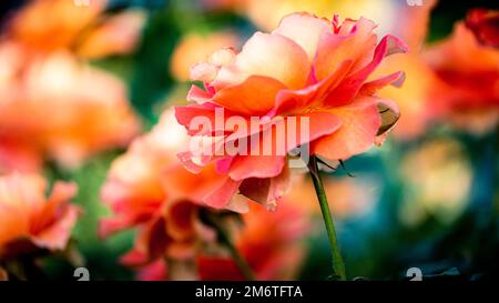 Ein verschwommenes Bild einer orangefarbenen Rosenblume Stockfoto