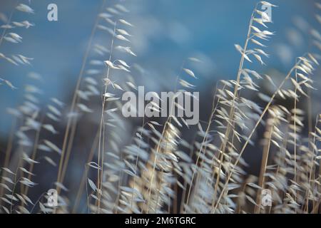 Trockenes Wildgras, Gras. Getrocknete beige Stacheln aus der Nähe auf einem unscharfen Hintergrund des blauen Meeres Stockfoto