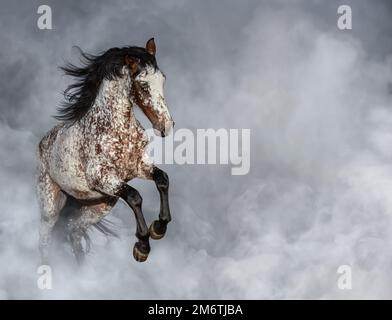 Kreuzung zwischen Appaloosa und andalusischer Pferdeaufzucht in leichtem Rauch mit Platz für Text. Stockfoto