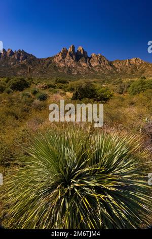 Desert Spoon, Dasylirion wheeleri, Pflanzen im Organ Mountains-Desert Peaks National Monument, New Mexico, USA Stockfoto