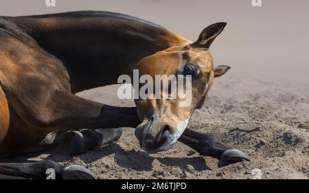 Nahaufnahme von Akhal-teke-Hengst rollt im Sand. Stockfoto