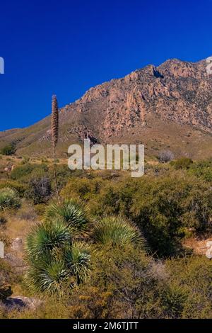 Desert Spoon, Dasylirion wheeleri, Pflanzen im Organ Mountains-Desert Peaks National Monument, New Mexico, USA Stockfoto