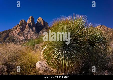 Desert Spoon, Dasylirion wheeleri, Pflanzen im Organ Mountains-Desert Peaks National Monument, New Mexico, USA Stockfoto