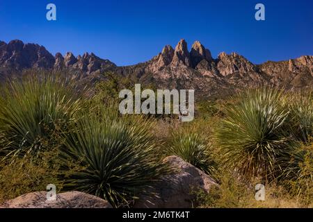 Desert Spoon, Dasylirion wheeleri, Pflanzen im Organ Mountains-Desert Peaks National Monument, New Mexico, USA Stockfoto