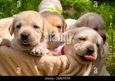 Korb mit labrador Welpen Stockfoto