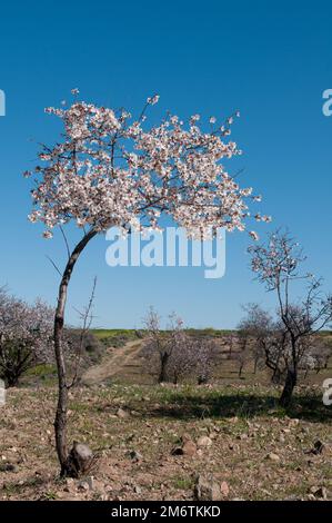 Blühender Mandelbaum mit Blüten in der Frühlingssaison vor blauem Himmel. Stockfoto