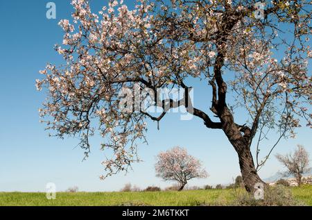 Blühender Mandelbaum mit Blüten im Frühling auf einem grünen Feld und blauem Himmel. Stockfoto