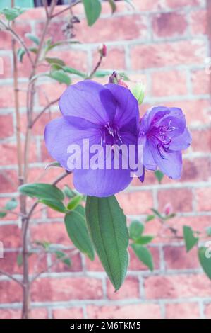 Nahaufnahme von Tibouchina urvilleana, die von Sommer bis Herbst blüht, ein immergrüner ganzjähriger, frostzarter, auch als brasilianische Spinnenblume bezeichneter Frühling Stockfoto