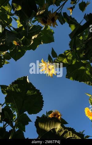 Sonnenblume Erleuchtet Von Der Sonne Von Unten - Sommer Stockfoto