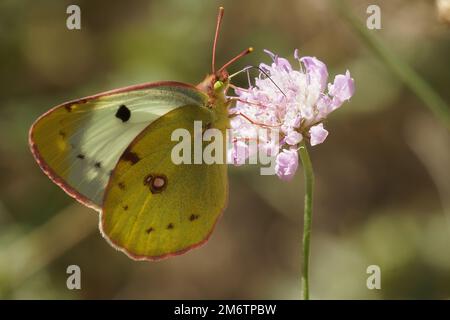 Natürliche Nahaufnahme von Bergers bewölktem gelben Schmetterling, Colias alfacariensis, die auf einer rosa, skabösen Blume sitzt Stockfoto