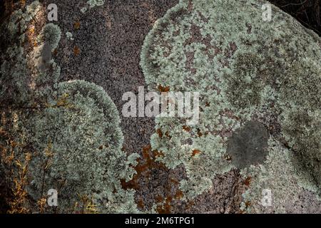 Flechten wachsen auf Felssubstrat im Organ Mountains-Desert Peaks National Monument, New Mexico, USA Stockfoto