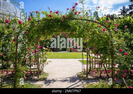 Rosenpergola in einem französischen Garten Stockfoto