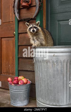 Waschbär (Procyon lotor) neigt sich vor Garage Autumn über den Rand des Müllbehälters – ein in Gefangenschaft gehaltenes Tier Stockfoto