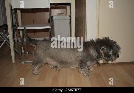 Ein Drahthaariger Dackel in einer Wohnung Stockfoto