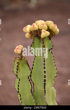 Detail eines Kaktus in einer Wüstenregion. Nahaufnahme eines Kaktus. Stockfoto