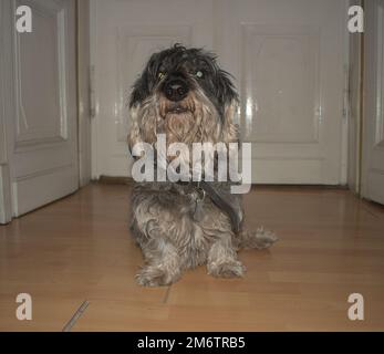 Ein Drahthaariger Dackel in einer Wohnung Stockfoto