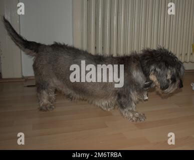 Ein Drahthaariger Dackel in einer Wohnung Stockfoto