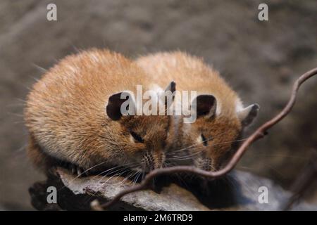 Die goldene Dornenmaus Acomys russatus Stockfoto