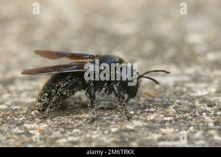 Detaillierte Nahaufnahme einer großen schwarzen Zimmermannsbiene, Xylocopa violacea, die von weißen Pollen befleckt wurde Stockfoto