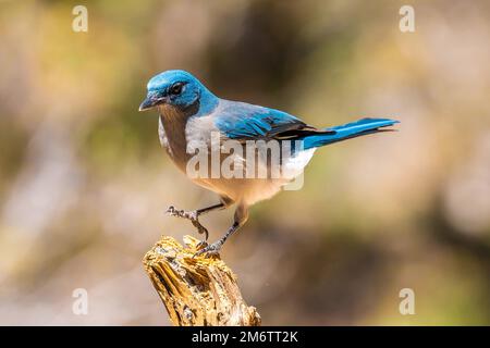 Ein mexikanischer Jay in Tucson, Arizona Stockfoto