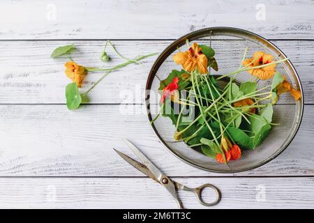 Bio-Kapuzinerkresse Blumen und Blätter auf weißem Holztisch, obenliegend flach liegend, Kopierraum Stockfoto