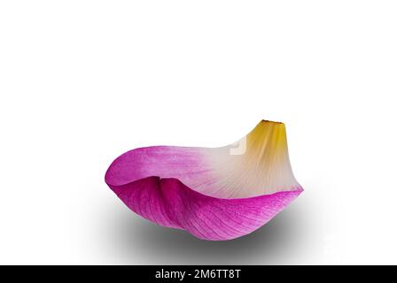 Rosa einzelne Lotusblüte oder Rosa einzelne heilige Lotusblüte isoliert auf weißem Hintergrund. Stockfoto