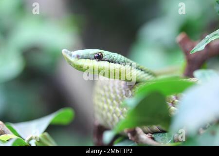 Argentinische Langschnauzschlange (Philodryas baroni) Stockfoto