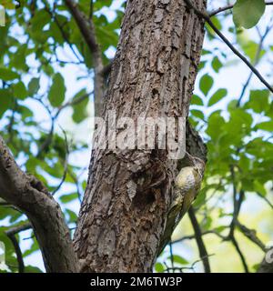 Europäischer grüner Specht (Picus viridis) auf einem Baum in der Nähe einer Höhle Stockfoto