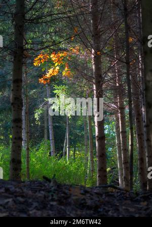 Herbstfarben leuchtende Blätter in der Allee der Buchen Stockfoto