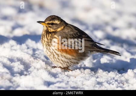 Schneerennen in der Wintersonne Stockfoto