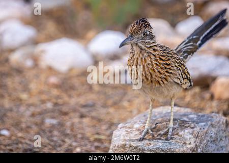 Ein größerer Roadrunner in Tucson, Arizona Stockfoto