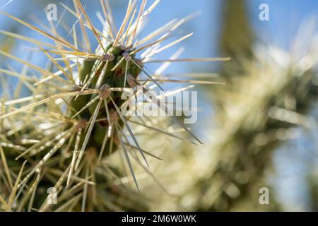 Eine stachelige Wildkaktuspflanze im Saguaro National Park, Arizona Stockfoto