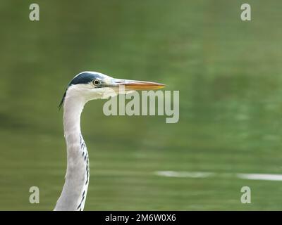 Ein Kopfschuss eines atemberaubenden Grauen Reiher (Ardea cinerea), der am Ufer eines Flusses nach Essen jagt. Stockfoto