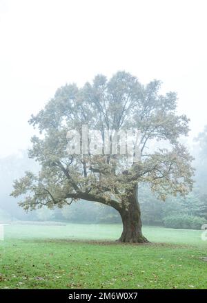 Herbstbaum im Maksimir-Park, Zagreb, Kroatien Stockfoto