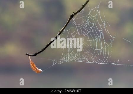 Taubedecktes Spinnennetz zwischen einem Zweig einer Birke bei Sonnenaufgang. Spinnennetz mit Wassertropfen an einem kalten Herbstmorgen Stockfoto