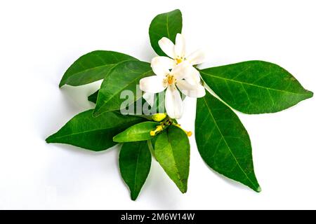 Nahaufnahme frischer blühender Orangenjasminblüten auf weißem Hintergrund. Stockfoto