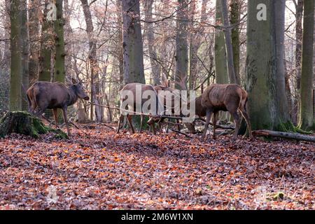 Damhirsch (Dama dama) oder Damwild im Tierpark, Nordrhein-Westfalen, Deutschland, Mechernich Stockfoto